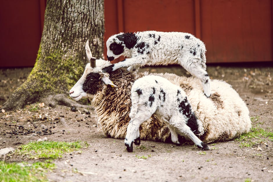 Choosing the Ideal Merino Wool Blanket for Every Season