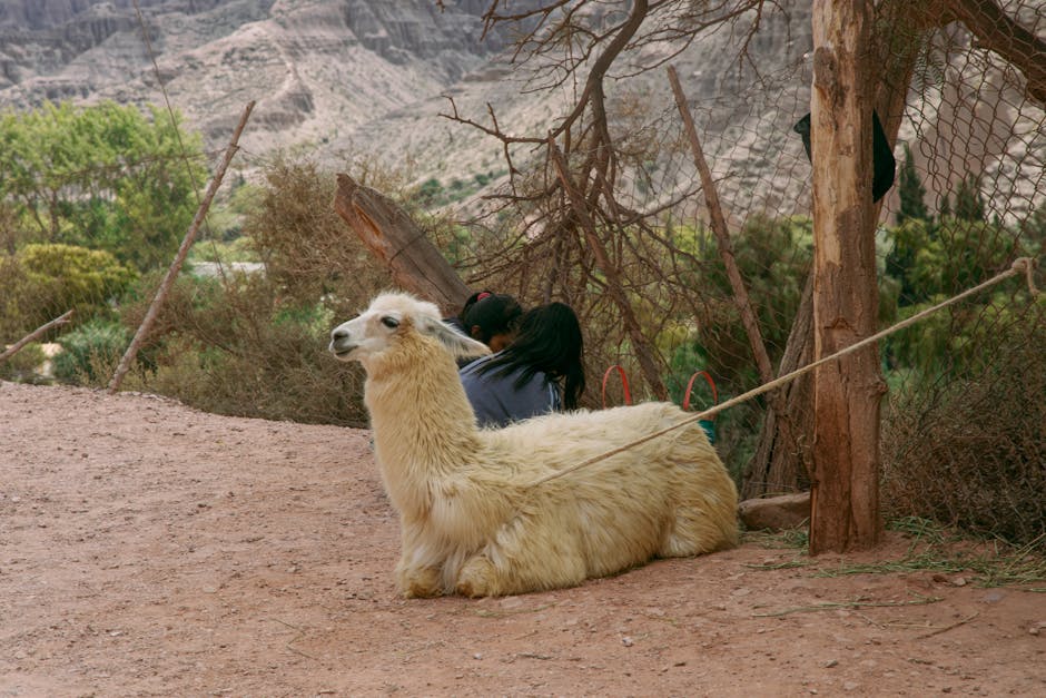 The Science Behind the Comfort: How Merino Wool Blankets Enhance Sleep Quality